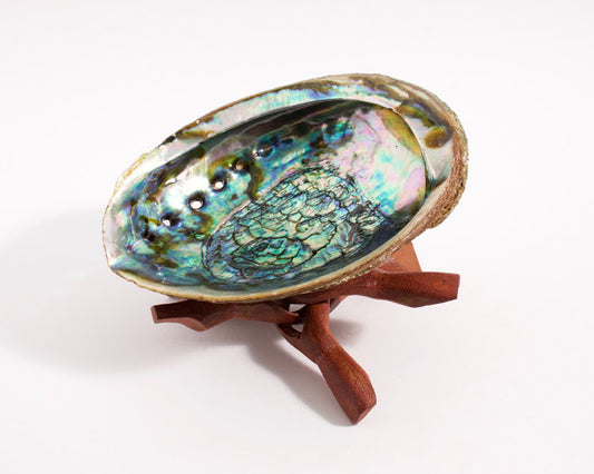 Large Abalone Shell with Wooden Stand Set