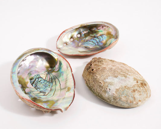 Smudging Set – Medium Abalone Shell