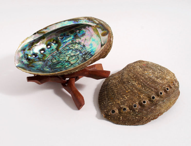 Large Abalone Shell with Wooden Stand Set