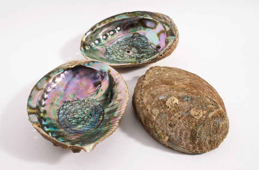 Large Abalone Shell with Wooden Stand Set