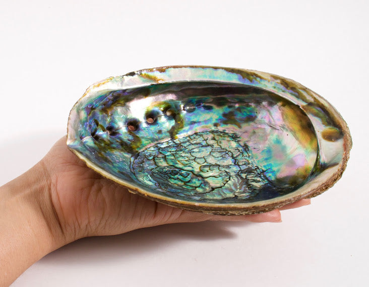 Large Abalone Shell with Wooden Stand Set