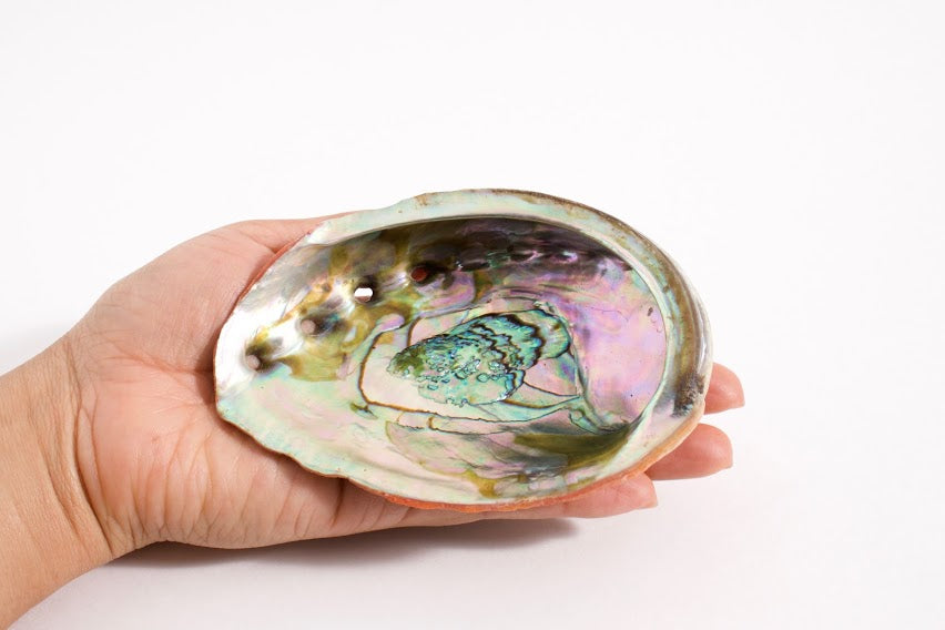 Smudging Set – Medium Abalone Shell